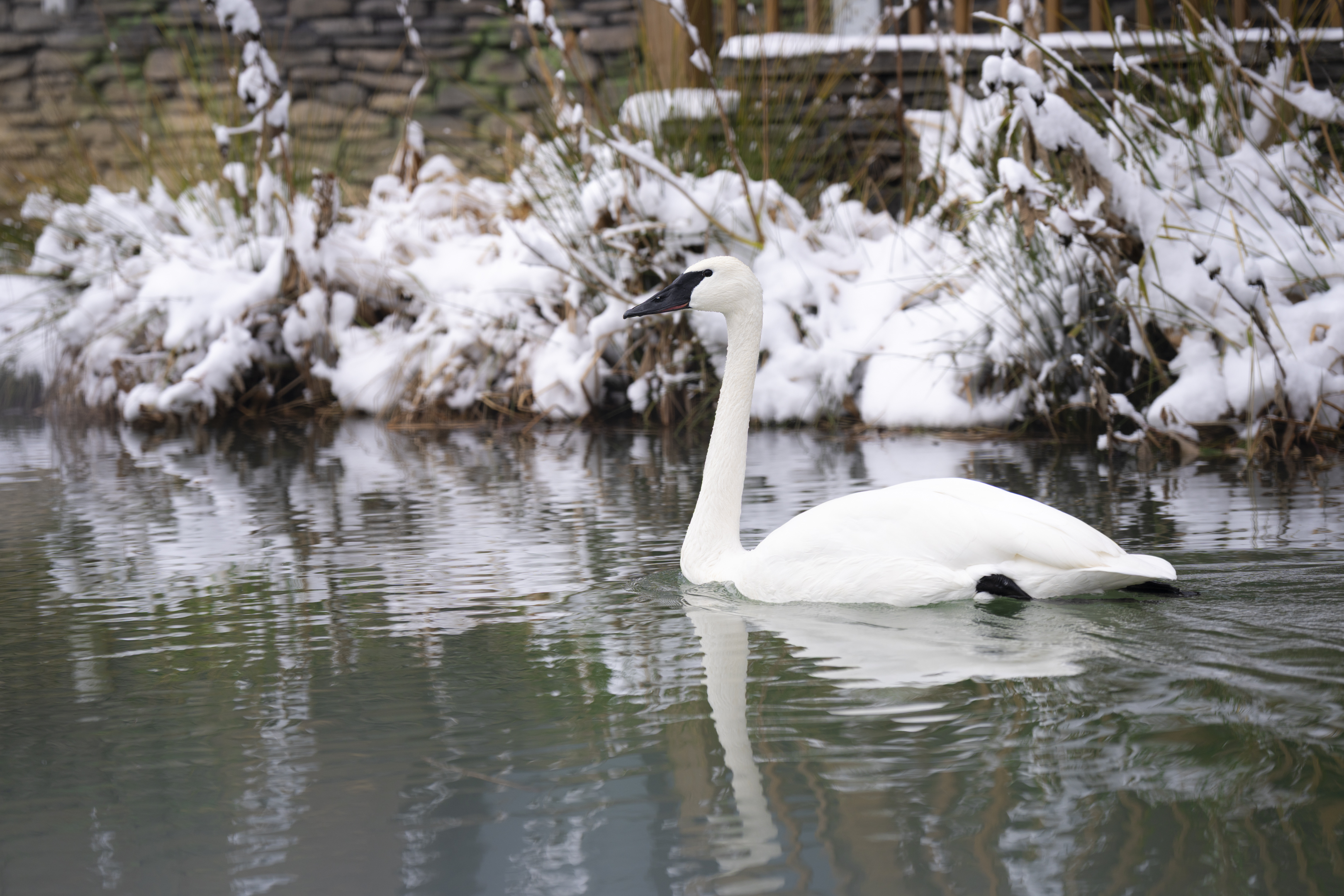 Columbus Zoo | Trumpeter Swan